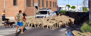 Expectación en Arévalo por el paso de un gran rebaño de ovejas en trashumancia