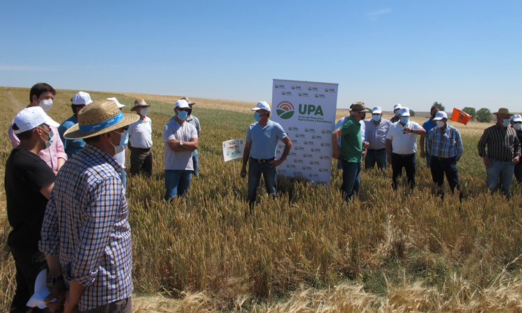 UPA informa que la Junta de Castilla y León flexibiliza las medidas para cosechar cereal